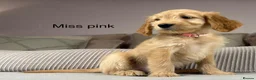 Goldendoodle dogs for sale: BEAUTIFUL HEALTHY LOVING PUPPIES  - Advert 40