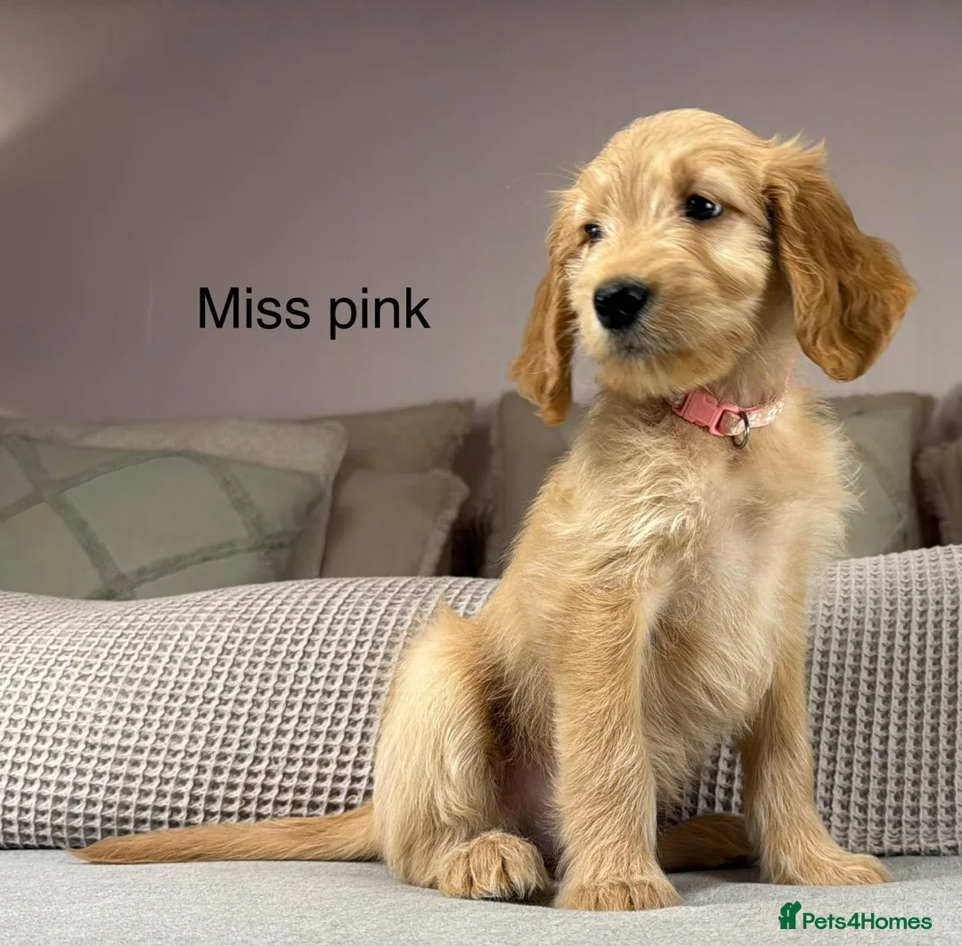 Goldendoodle dogs for sale: BEAUTIFUL HEALTHY LOVING PUPPIES  - Advert 40