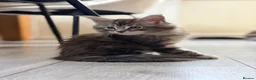 Maine Coon cats for sale: ❤️ Maine Coon kittens TICA registered ❤️ - Advert 2