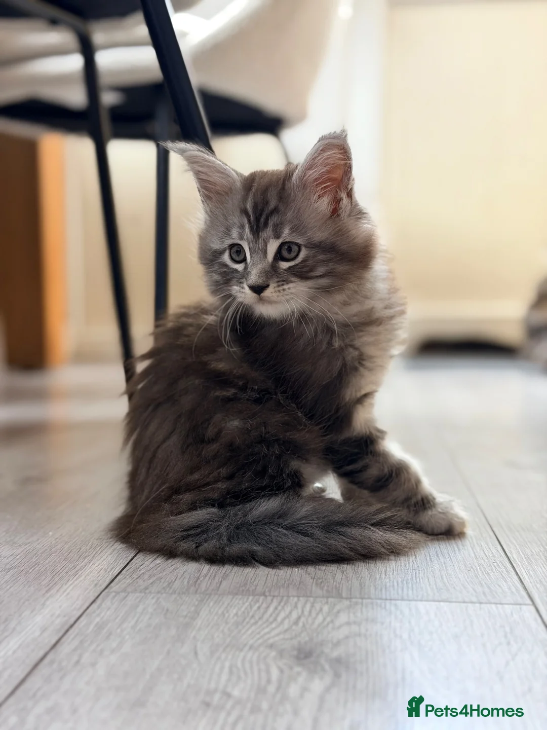 Maine Coon cats for sale: ❤️ Maine Coon kittens TICA registered ❤️ - Advert 2