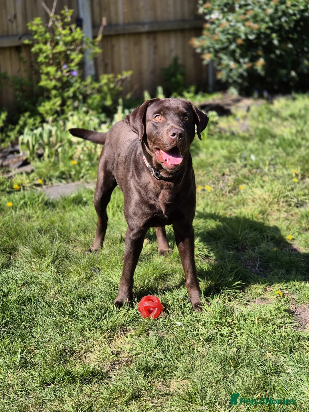 Labrador Retriever dogs for stud: Chocolate Labrador 1st time studding out. - Advert 4