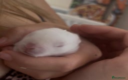 Mini Lop rabbits for sale: Baby mini lop for sale  - Image 2