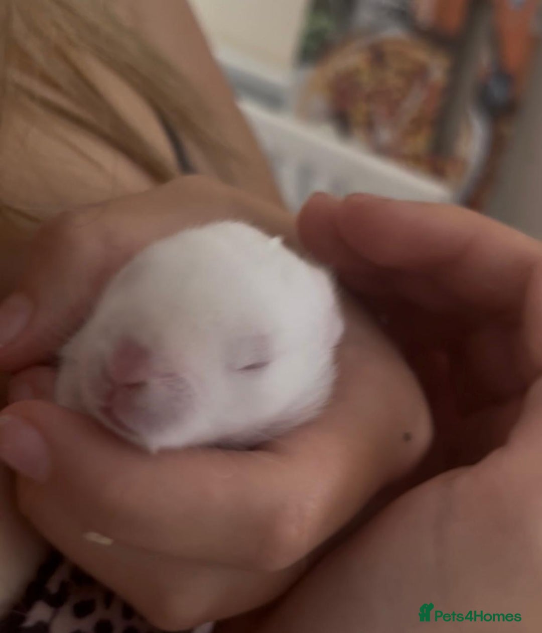 Mini Lop rabbits for sale: Baby mini lop for sale  - Image 2