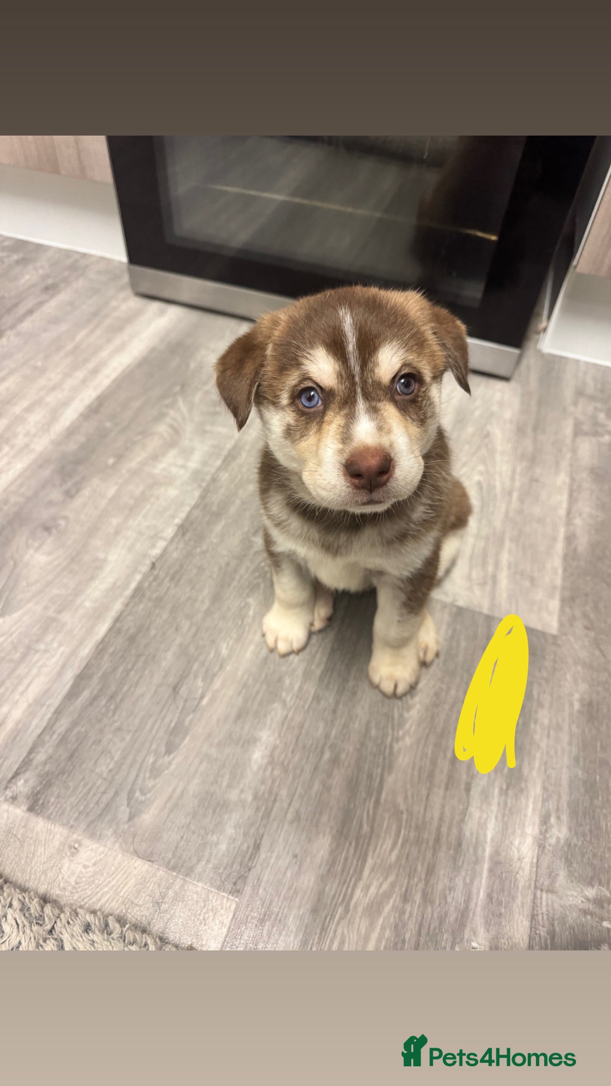 Mixed Breed dogs Beautiful huskadors - Advert 1