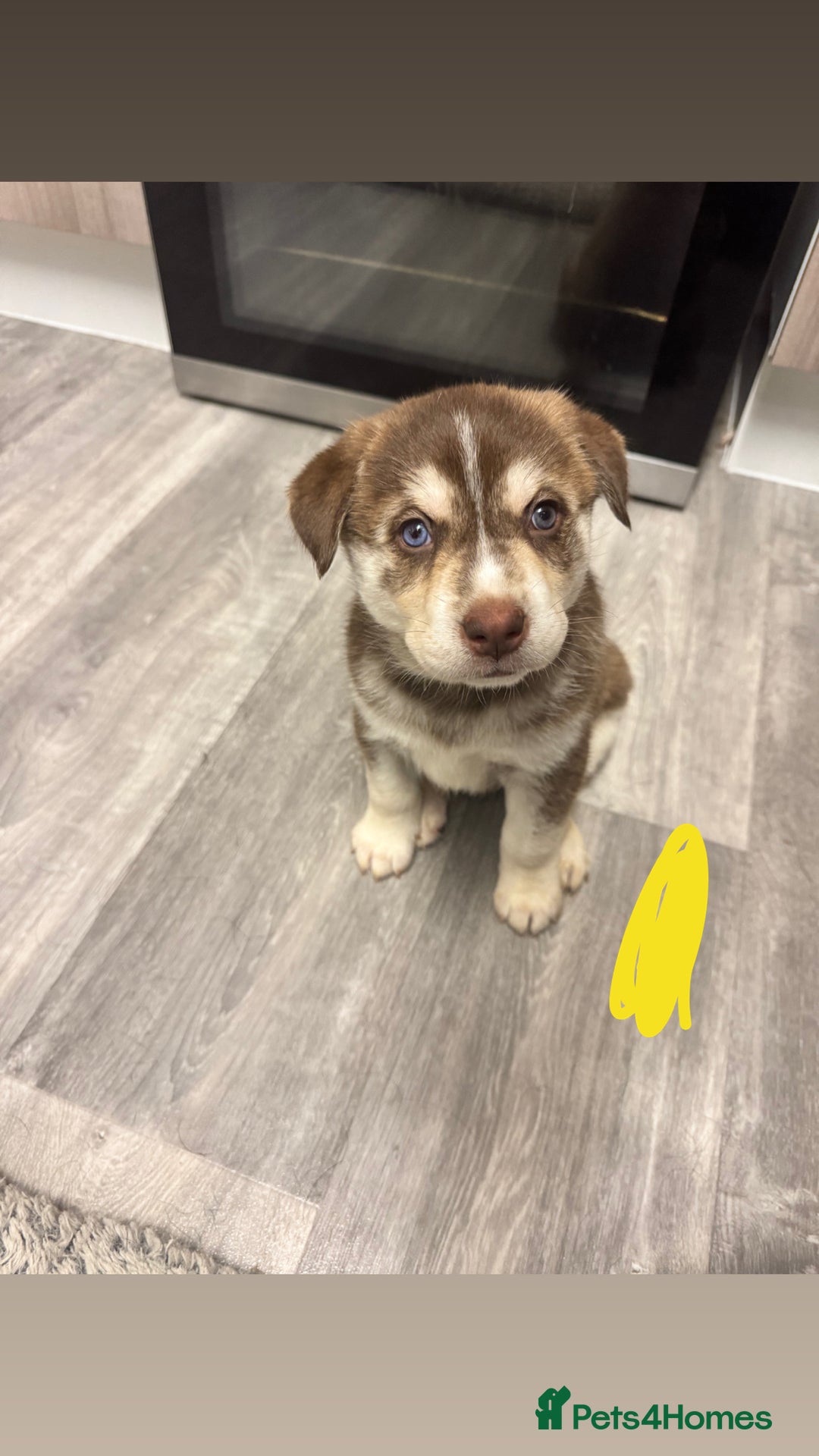 Mixed Breed dogs for sale: Beautiful huskadors - Advert 1