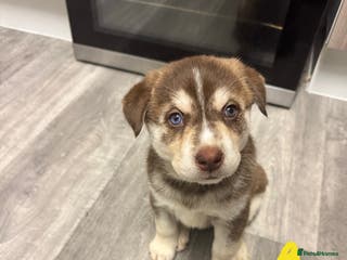 Mixed Breed dogs Beautiful huskadors - Advert 1