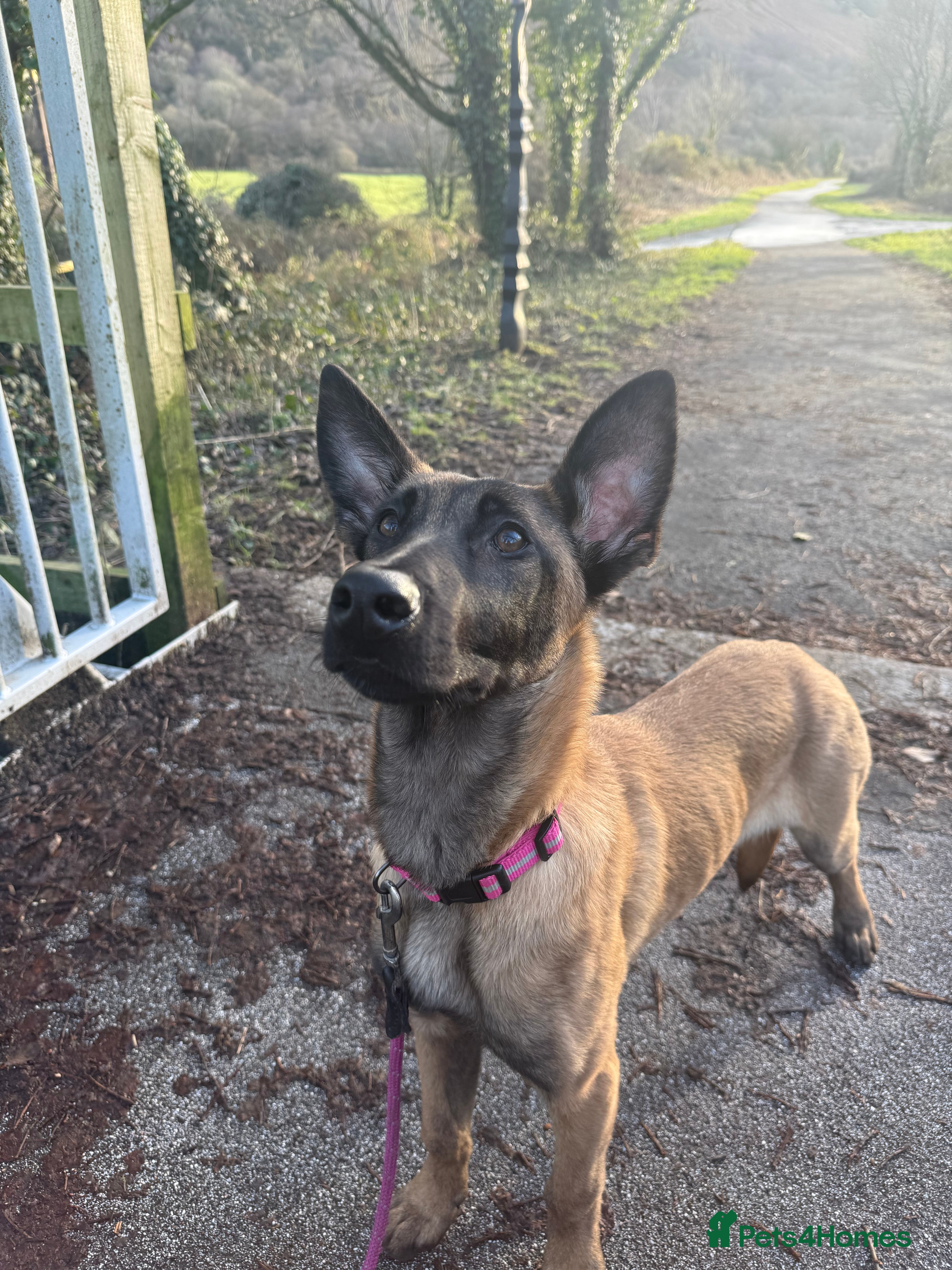 Belgian Shepherd Dog dogs Female Belgian Shepherd - 6 Months Old  - Advert 2