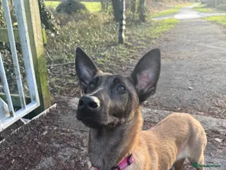 Belgian Shepherd Dog dogs Female Belgian Shepherd - 6 Months Old - Advert 3