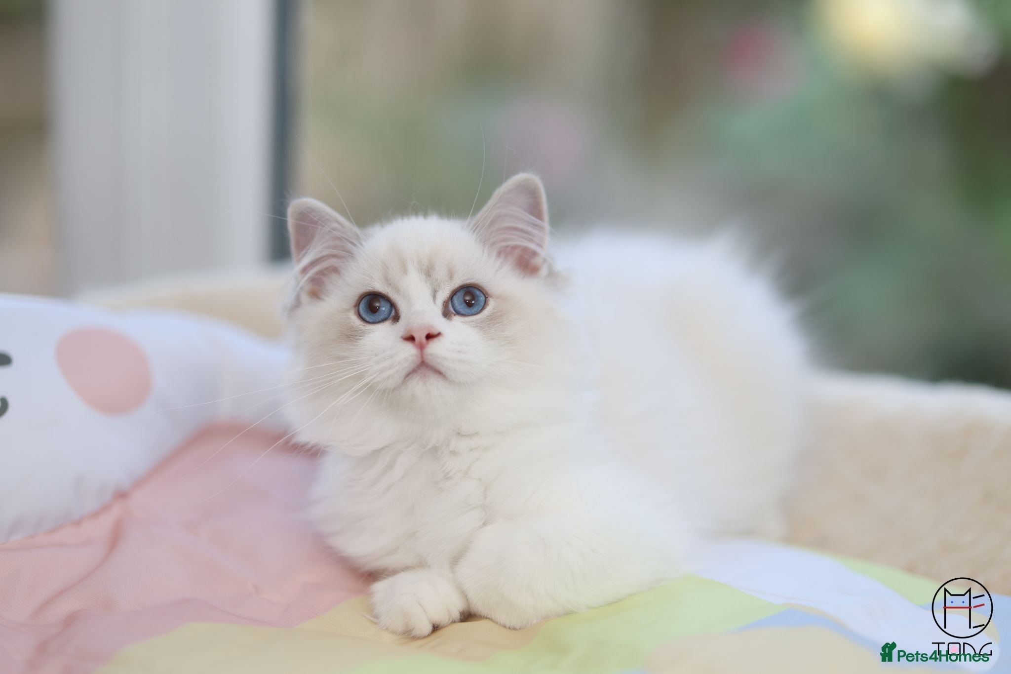 Ragdoll cats GCCF Champion line kittens available - Advert 2