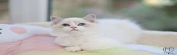 Ragdoll cats for sale: GCCF Champion line kittens available - Advert 1