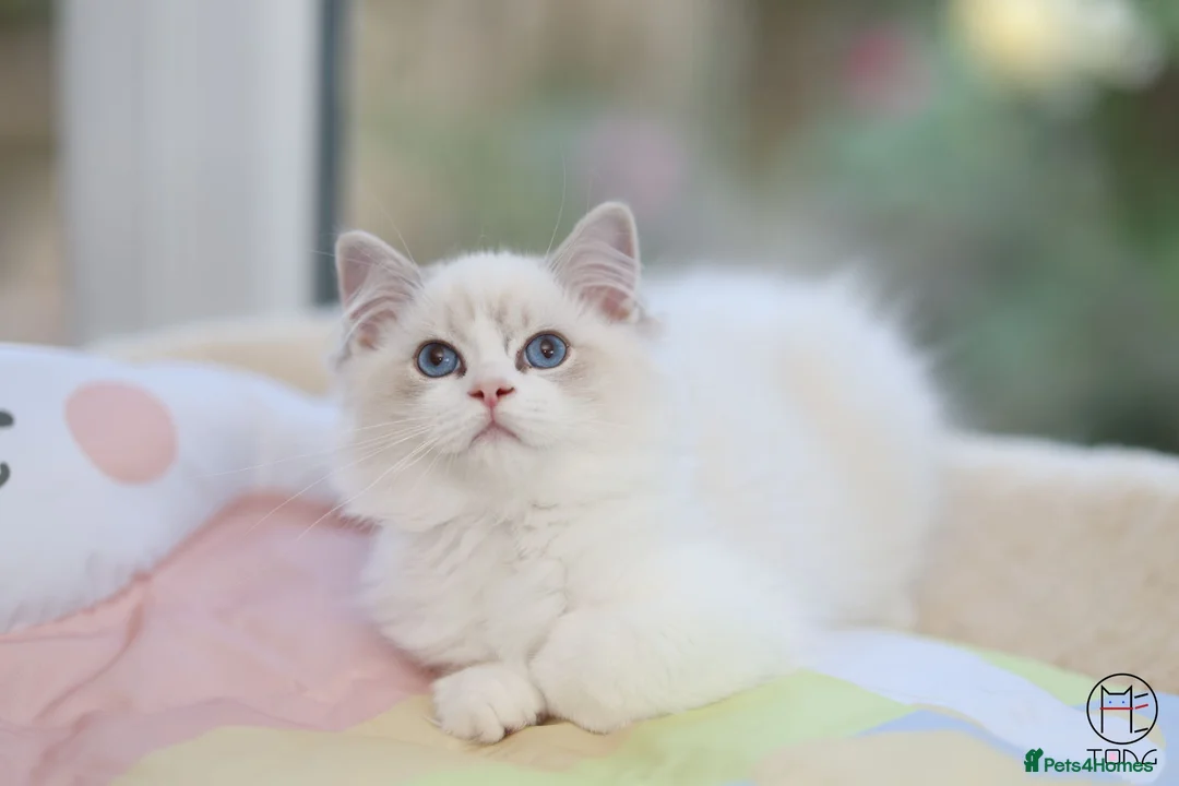 Ragdoll cats for sale: GCCF Champion line kittens available - Advert 1