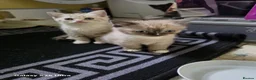 Mixed Breed cats for sale: Kittens available  - Advert 6
