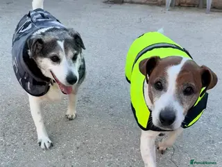 Jack Russell dogs Basil & Ted want a new forever home together - Advert 2
