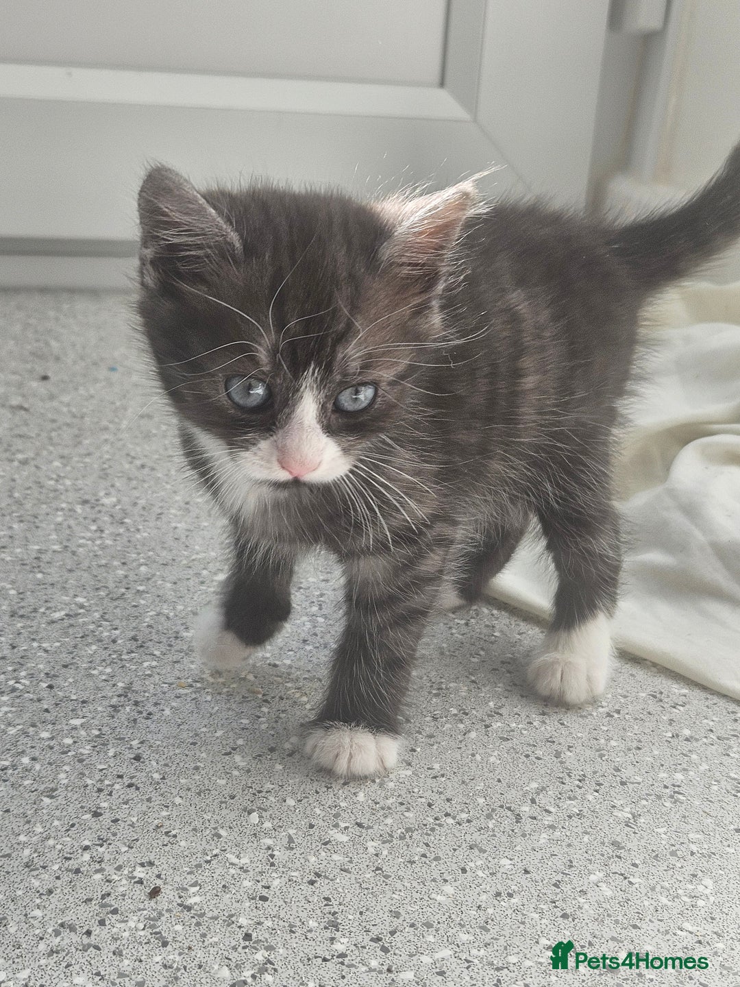 British Shorthair cats for sale: Lovely little British short haired kittens  - Image 7
