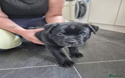 Mixed Breed dogs for sale: Pocket bully cross Chow Chow puppies for sale - Image 28