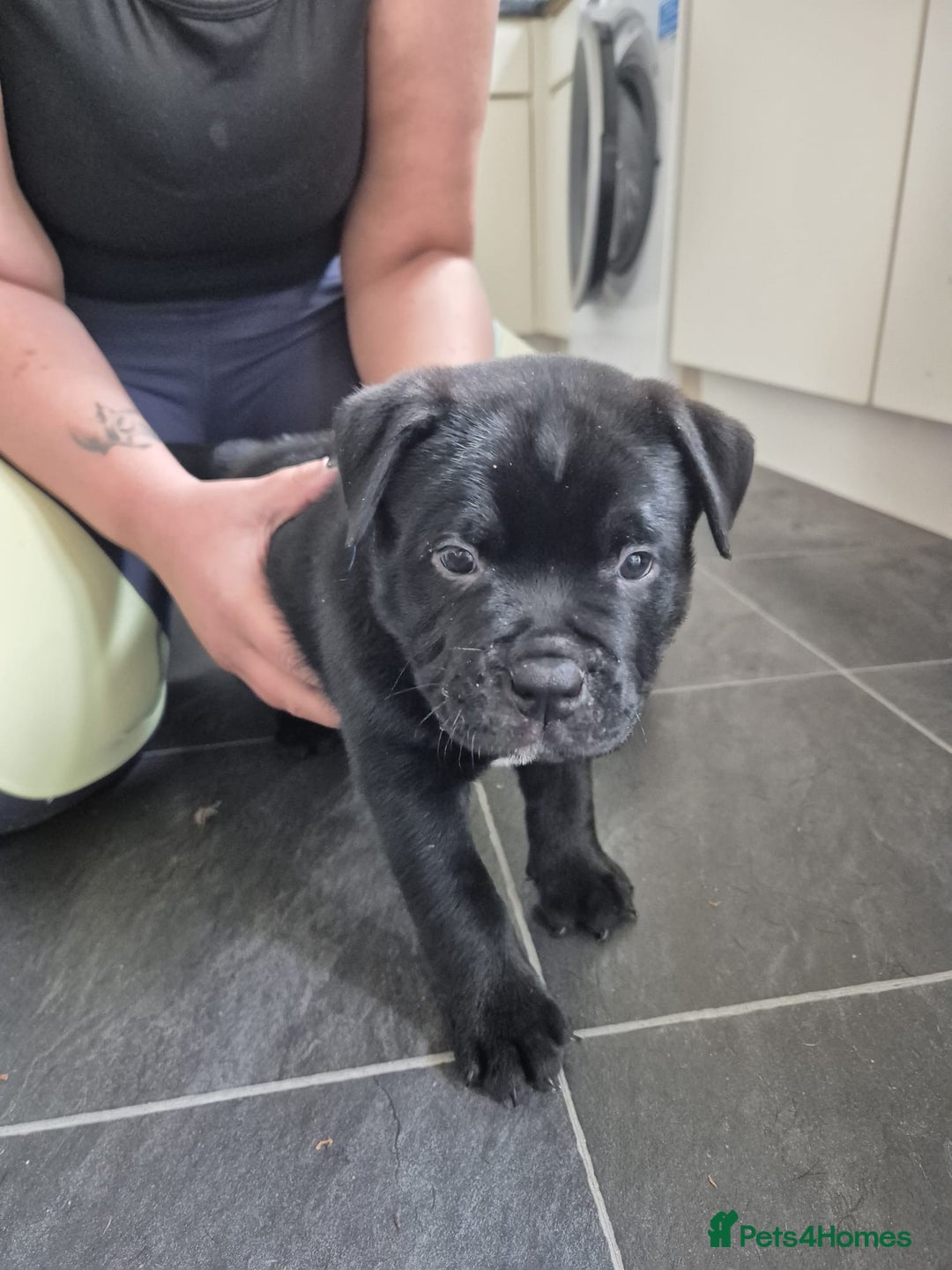 Mixed Breed dogs for sale: Pocket bully cross Chow Chow puppies for sale - Image 28