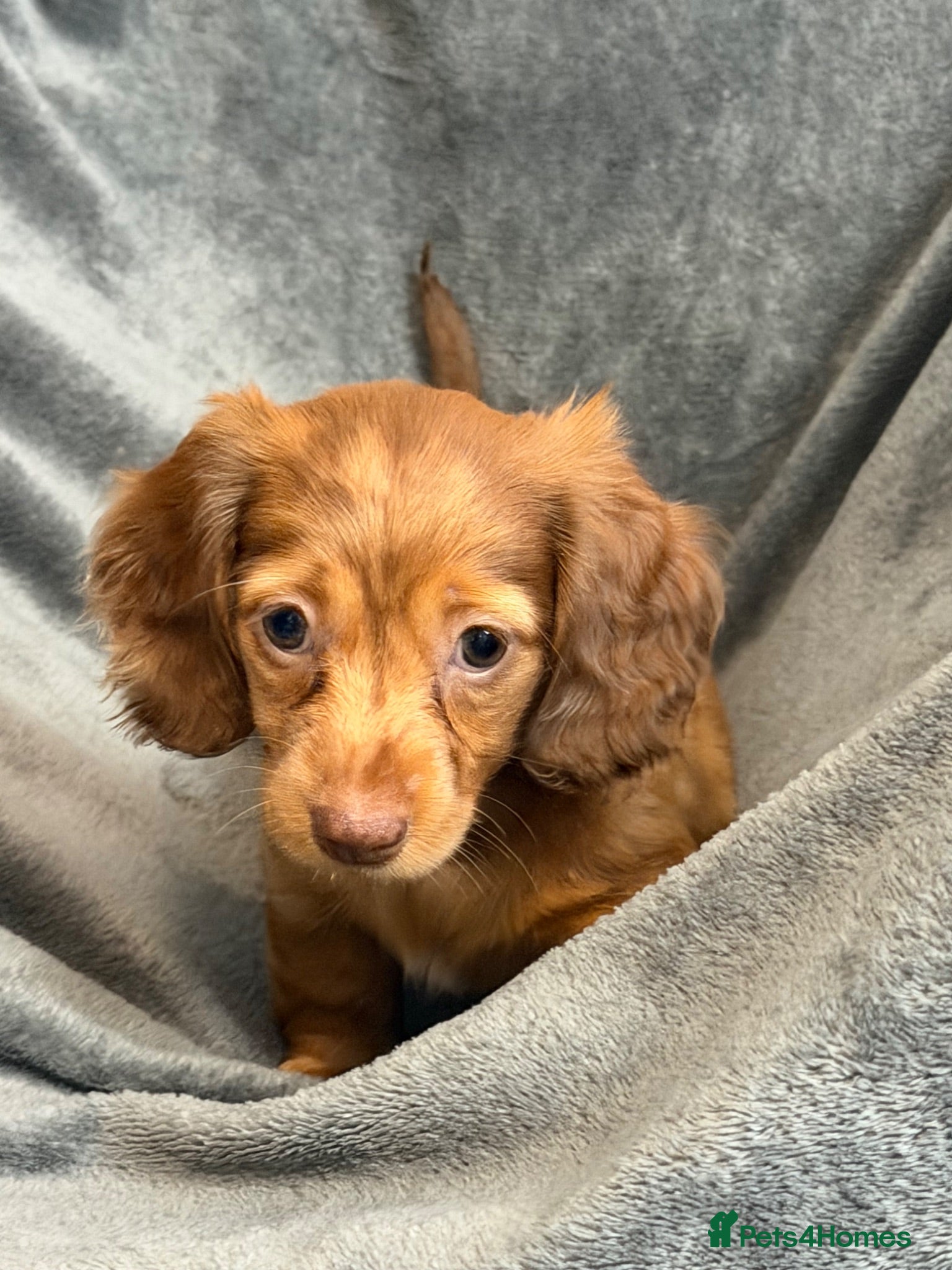 Miniature Dachshund dogs Long haired Miniature dachshund  - Advert 1
