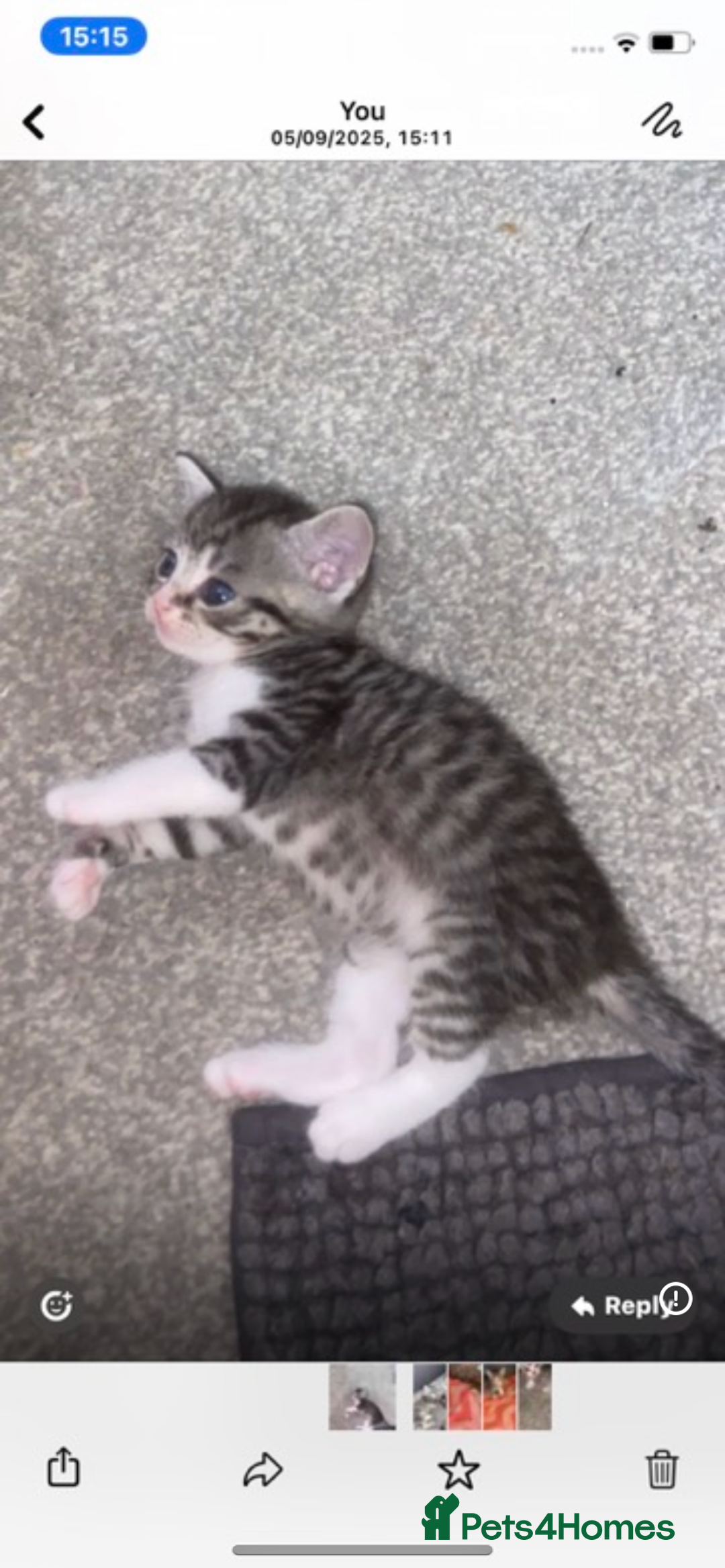 Bengal cats for sale: 4 x Beautiful Bengal Mixed Babies - Advert 14