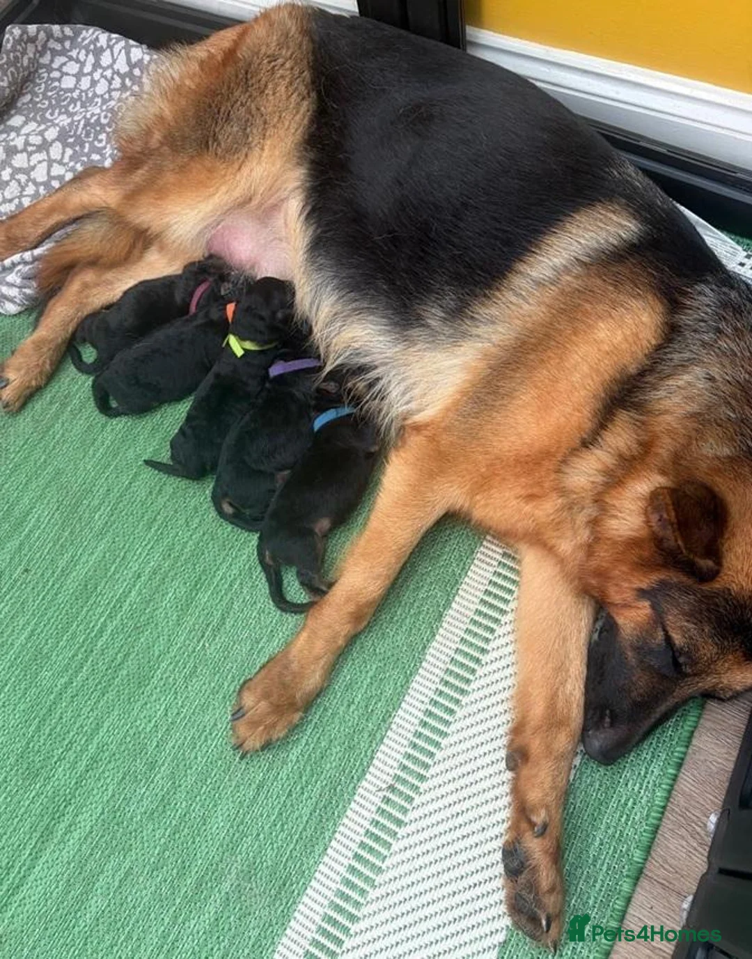 German Shepherd dogs for sale: The Quiet Look That Says “I’m Here” in Manchester - Advert 1