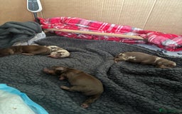 Miniature Dachshund dogs for sale: Miniature dachshund  - Image 1