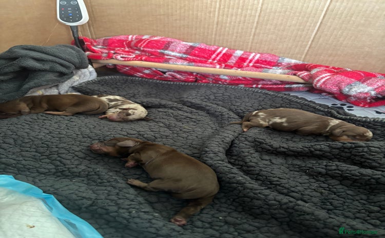 Miniature Dachshund dogs - Advert 6
