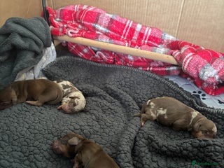 Miniature Dachshund dogs - Advert 5