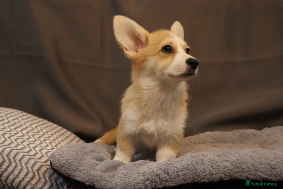 Welsh Corgi Pembroke dogs for sale: Stunning 33 Generation KC Pembroke Corgi Pups - Image 18