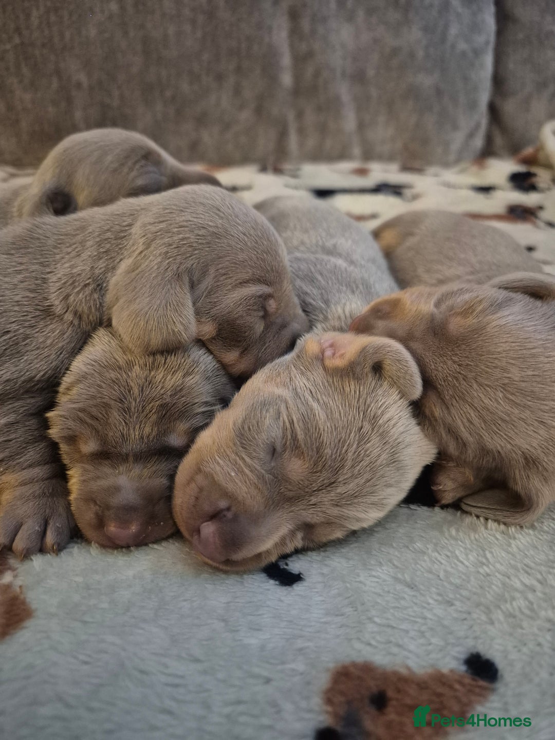 Dachshund dogs for sale: Mini dauchound for sale  - Advert 2