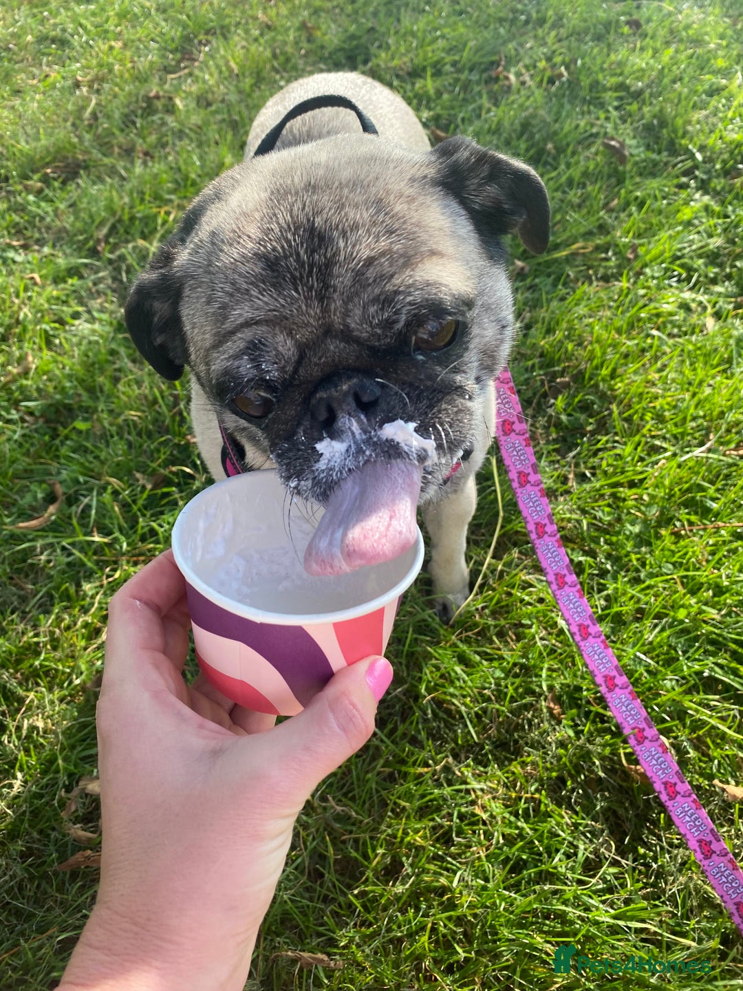 Pug dogs for sale: The sweetest 8 year old Female Pug  - Advert 5