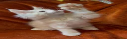 Maine Coon cats for sale: Bear Paw (🐾🐻 polydactyl) Maine Coon kittens TICA - Advert 27