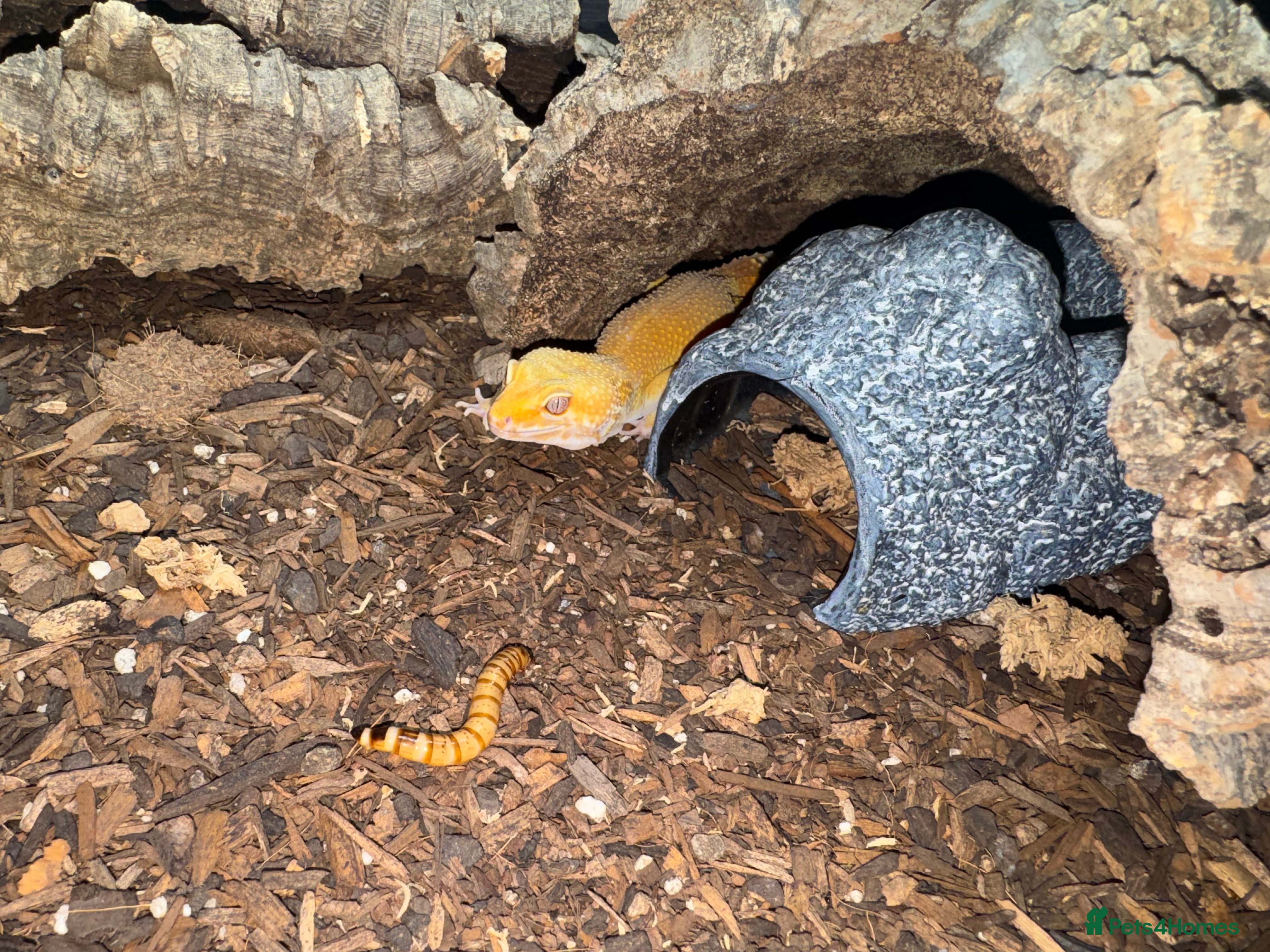 Gecko reptiles unique leopard gecko (see last image for details) - Advert 1