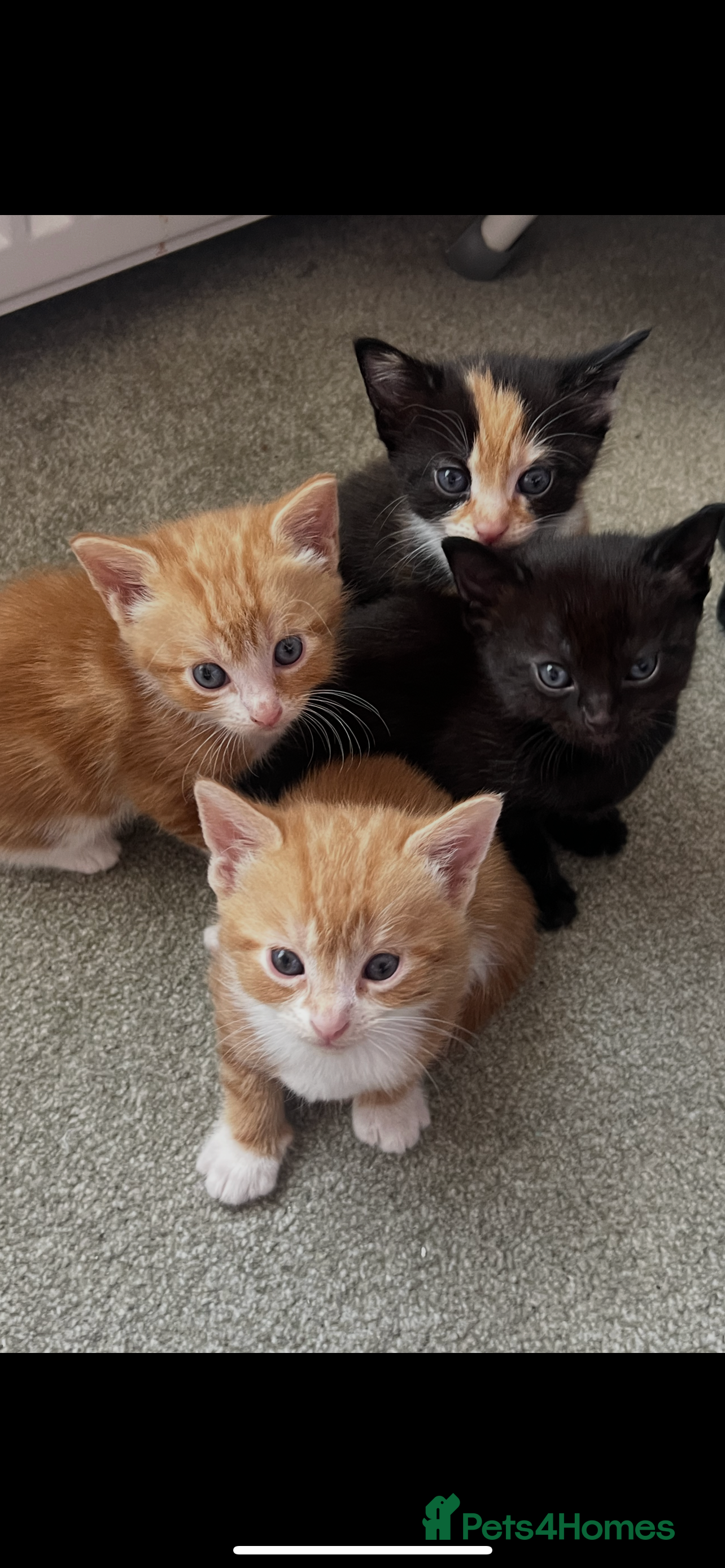 Mixed Breed cats Kittens for sale  - Advert 4