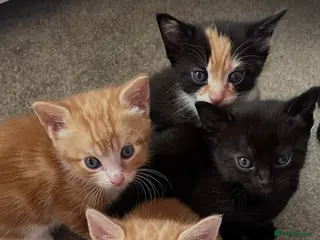 Mixed Breed cats Kittens for sale - Advert 4