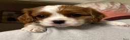 Cavalier King Charles Spaniel dogs for sale: Stunning quality KC Cavalier King Charles puppies - Advert 5
