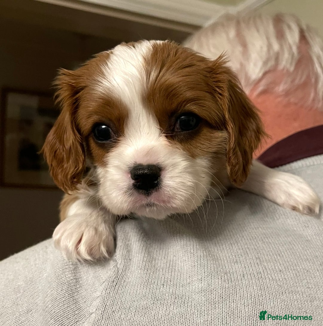 Cavalier King Charles Spaniel dogs for sale: Stunning quality KC Cavalier King Charles puppies - Advert 5