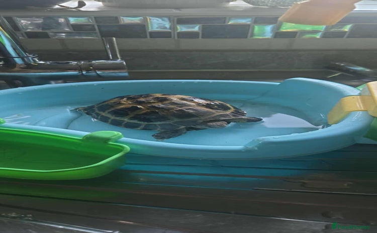 Tortoise reptiles - Advert 11