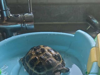 Tortoise reptiles - Advert 38