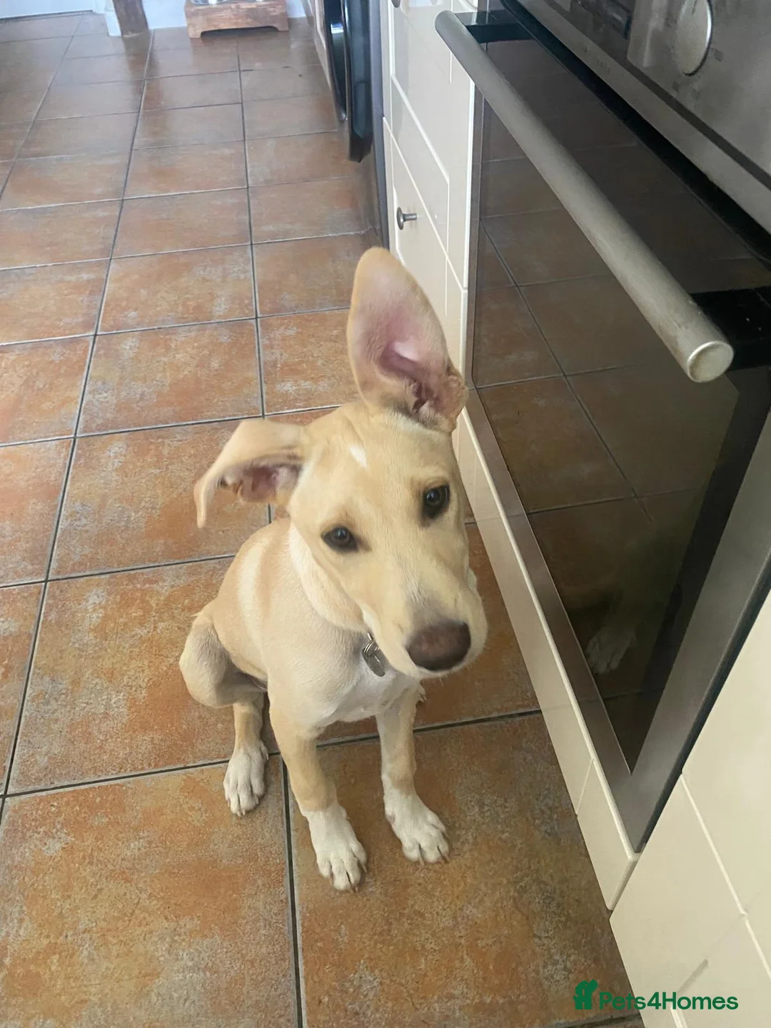 Mixed Breed dogs for adoption: Blanca - the lovely Lab type girl - Advert 2