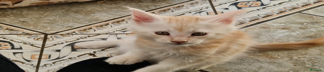 Maine Coon Kitten 1