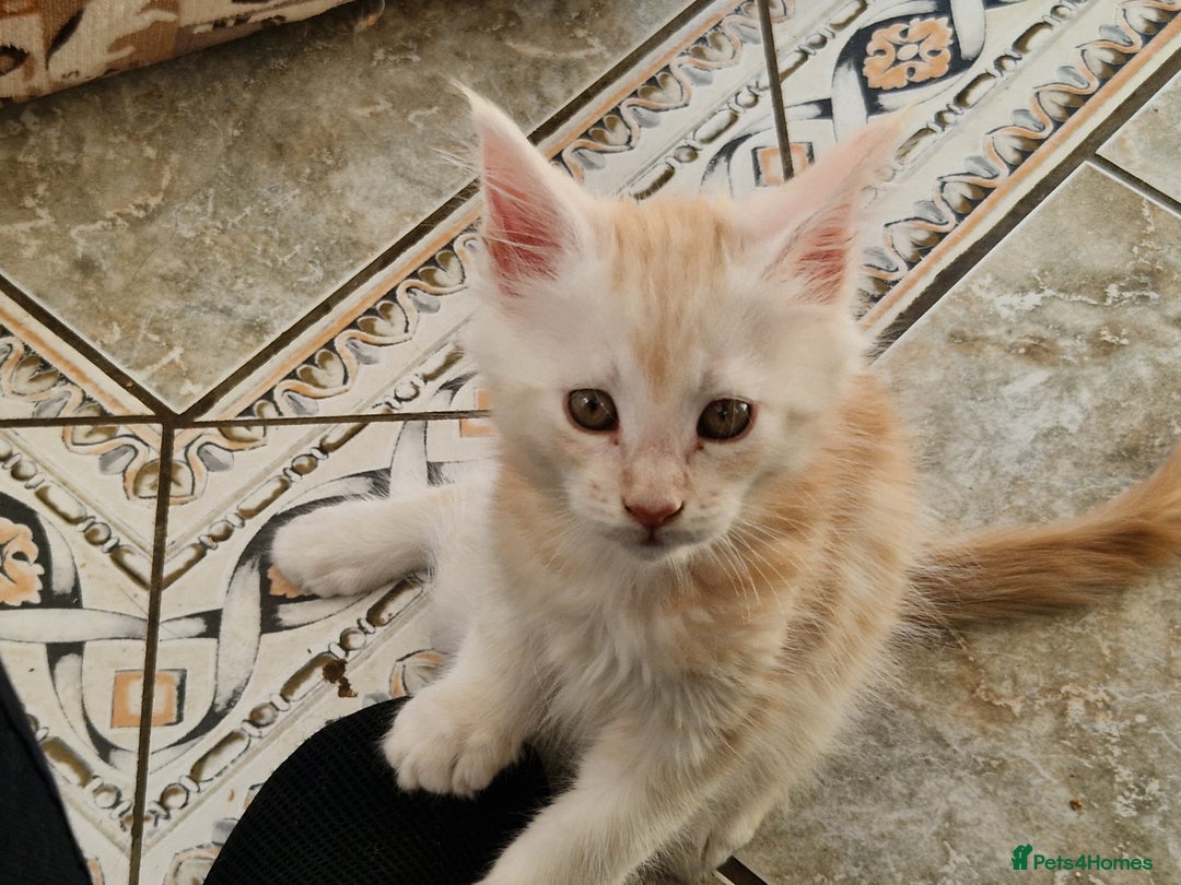 Maine Coon cats for sale: Stunning Maine Coon kittens - Image 4