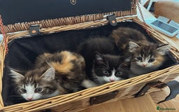 Ragdoll cats for sale: Beautiful Half Ragdoll Kittens - Image 1