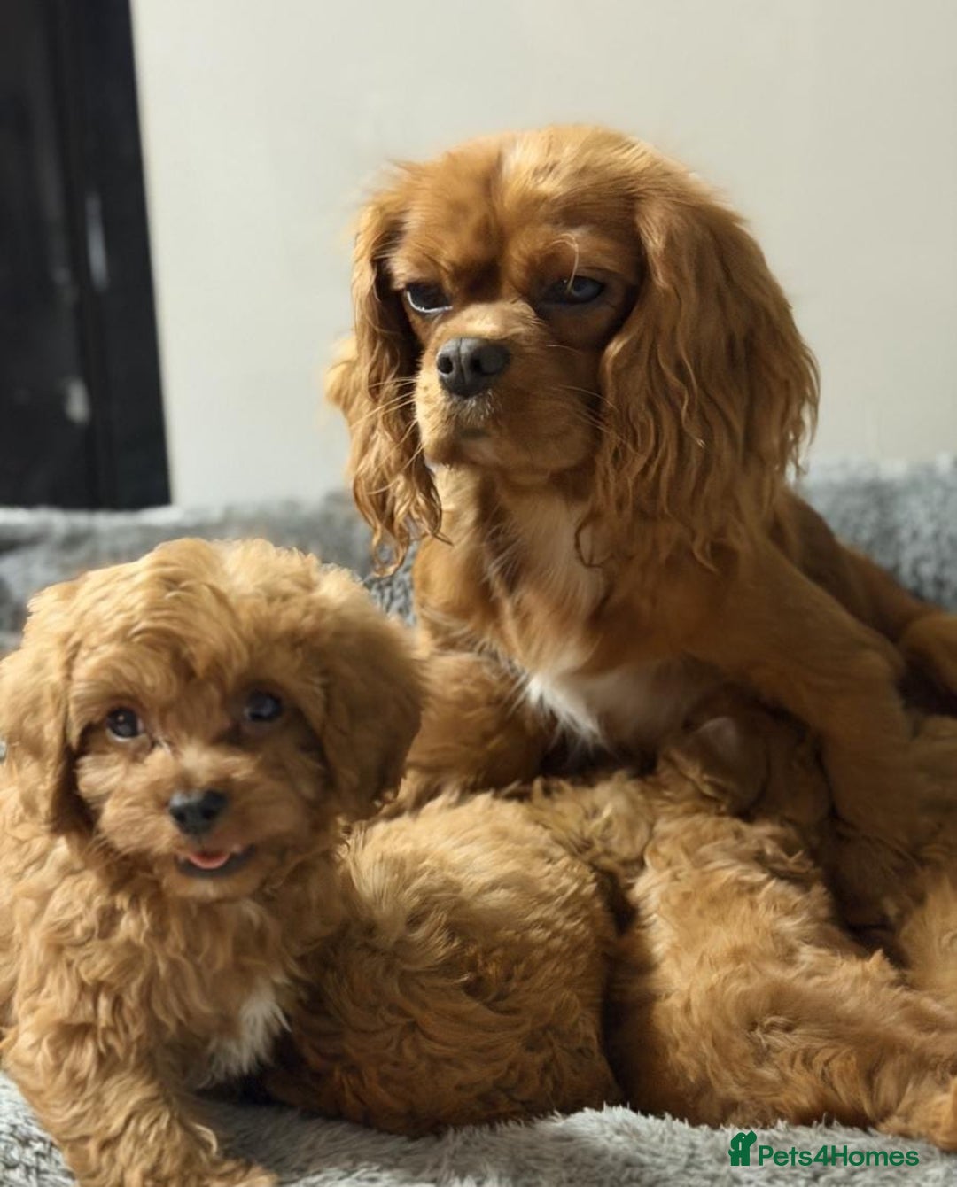Cavapoo dogs for sale: Health tested red cavapoo puppies - Advert 3