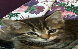 Mixed Breed cats for sale: 3x playful and sweet little kittens - Image 2