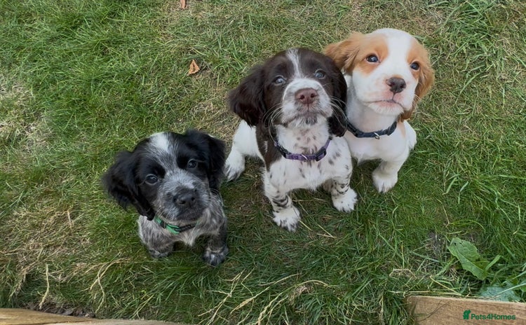 Cocker Spaniel dogs - Advert 10