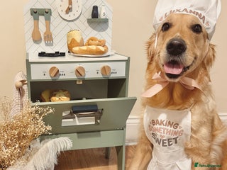 Golden Retriever dogs 🤍🧸 BUN IN THE OVEN 🥯 - GR Litter Annoucement - Advert 2