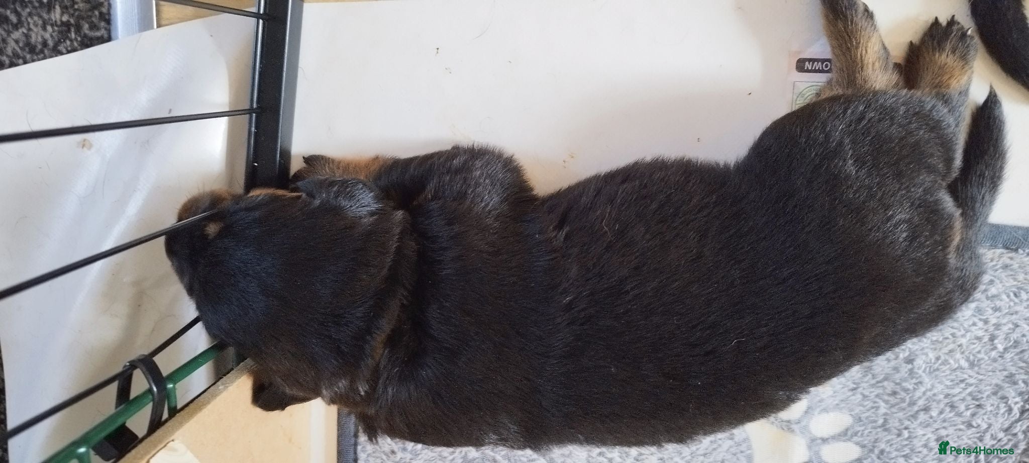 Rottweiler dogs Rottweiler puppies for sale - Advert 10