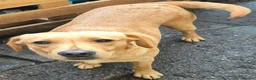 Labrador Retriever dogs for sale: Molly - Please read full advert  - Advert 2