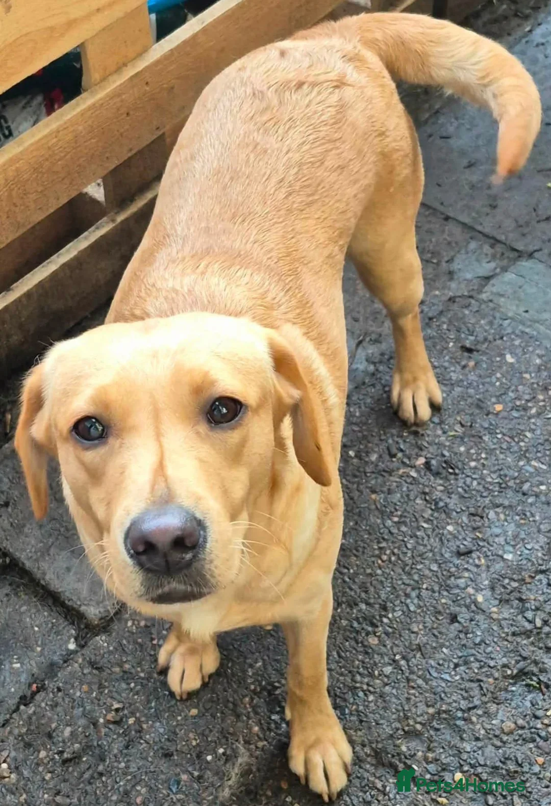 Labrador Retriever dogs for sale: Molly - Please read full advert  - Advert 2