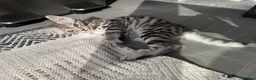 Savannah cats for sale: LAST BOY kitten left ! - Advert 20