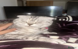 Scottish Fold cats for sale: Scottish fold beautiful kittens - Image 6